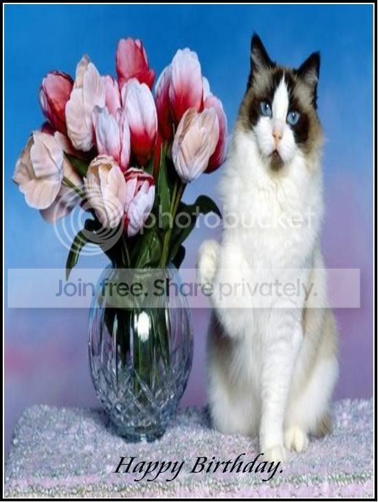 Happy Birthday Cat Pictures, Images and Photos
