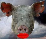 lipstik-pig.jpg lipstick on a pig image by agtBobPhillips