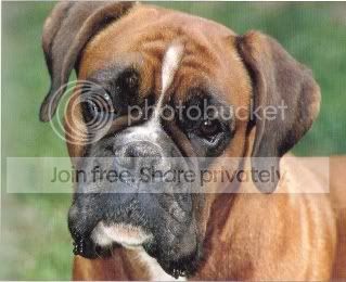 Boxer photo boxer.jpg