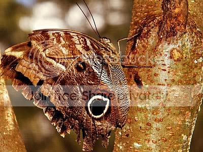 Borboleta Atiria