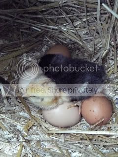 2ndchick002.jpg