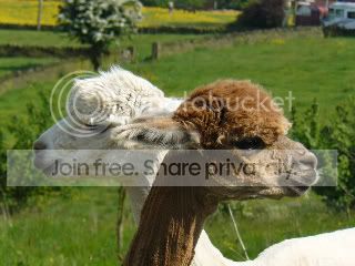 Alpacasarrive027.jpg