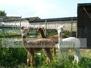 Alpacasarrive034.jpg