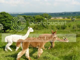 Alpacasarrive042.jpg
