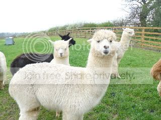 Fowberryalpacas004-1.jpg