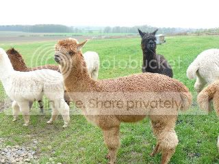 Fowberryalpacas006.jpg