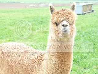 Fowberryalpacas008.jpg