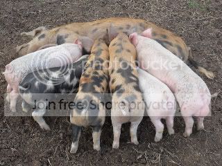 Pigs040.jpg