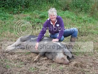 Pigs047-1.jpg