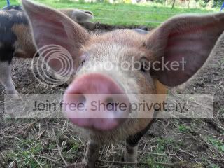Pigs054.jpg