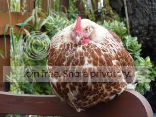 chickensSep08016-1.jpg