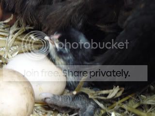 chicksfirstday003.jpg