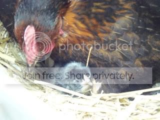 chicksfirstday012.jpg
