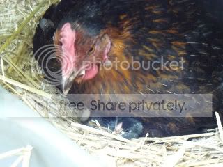 chicksfirstday016.jpg