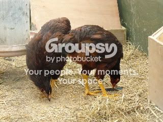 giantchooks003.jpg
