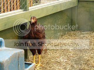 giantchooks005.jpg