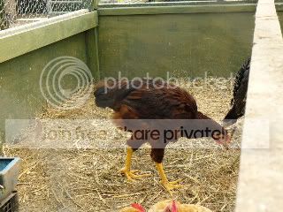 giantchooks006.jpg