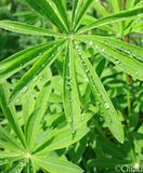 IMG_0697.jpg Leaf image by Tumpse