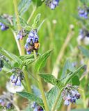 IMG_0785.jpg Bumblebee image by Tumpse