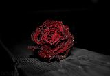 IMG_3878.jpg Rose image by Tumpse