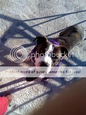 El mundo de los molosos (foro) - ***Adoptado*** Bonachón, Pitbull