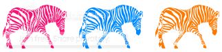 zebra Pictures, Images and Photos