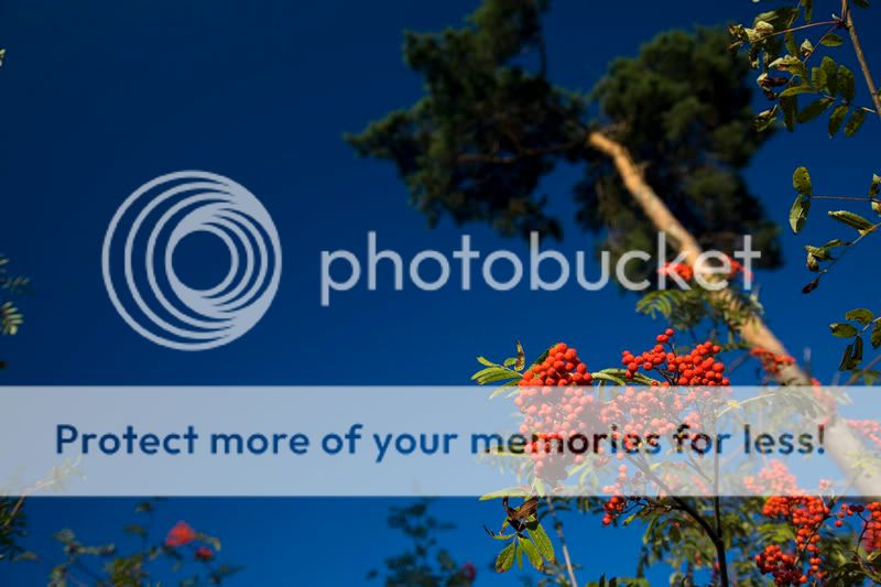 Fotografie