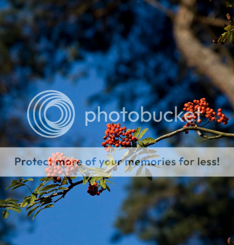Fotografie