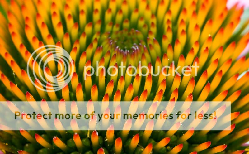 Fotografie