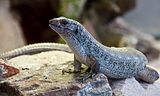 lizard.jpg image by egrab