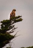 hawk.jpg hawk image by egrab