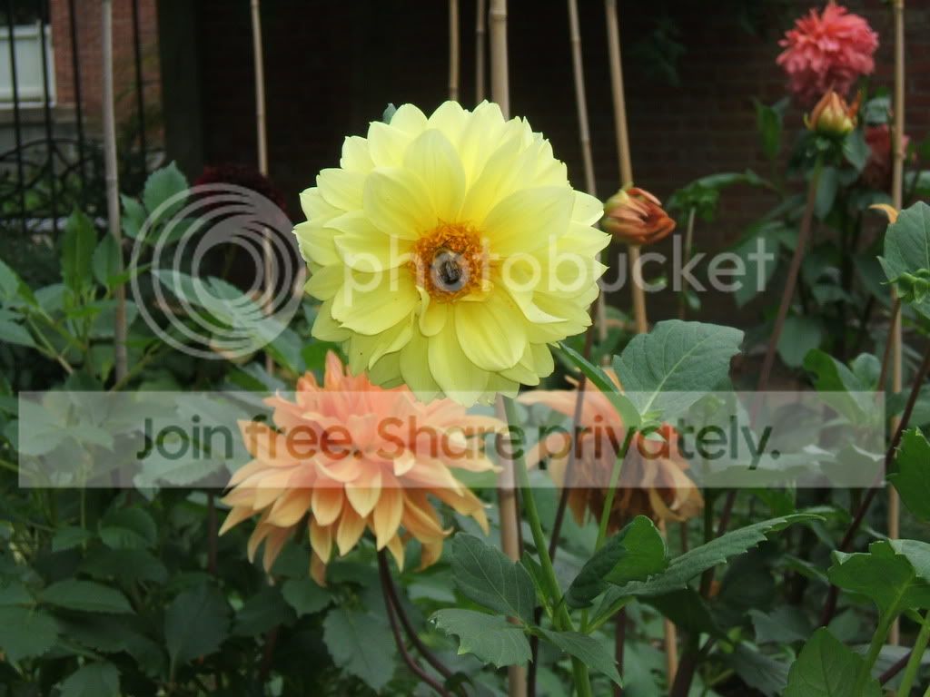 flower 3