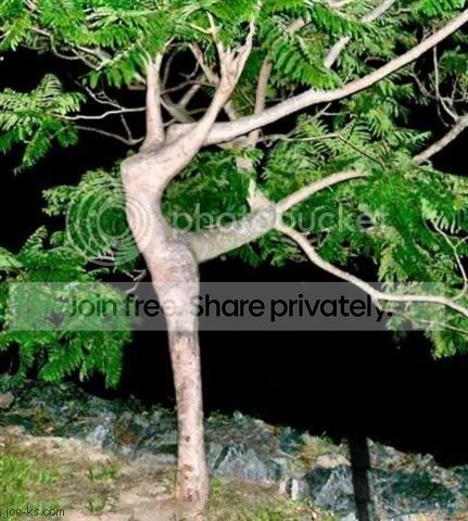 dancing tree Pictures, Images and Photos