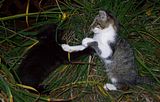 100_8469.jpg Cat fight image by Joel_Josh