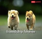 Cute Puppies Comments