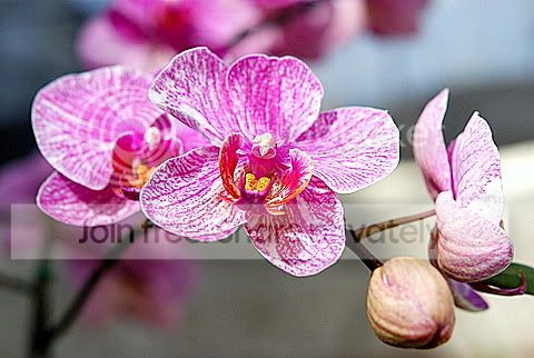 Orquidia Pictures, Images and Photos