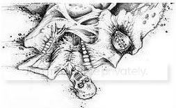 skulls Pictures, Images and Photos