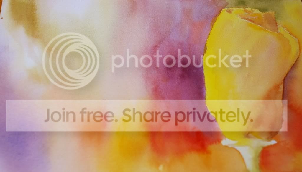 watercolor tulip Pictures, Images and Photos