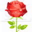 rose Pictures, Images and Photos