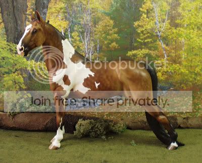 Obi Wan Kenobi, dapple bay tobiano TWH gelding, AR--ID photo obiwan400.jpg