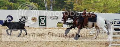 Shatterpoint, bay white blanket Colorado Ranger Horse gelding, roping, chasing a calf--ID photo shatterpoint_roping400.jpg