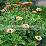 calendula Image