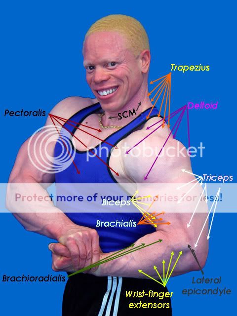 Brachioradialis Workout