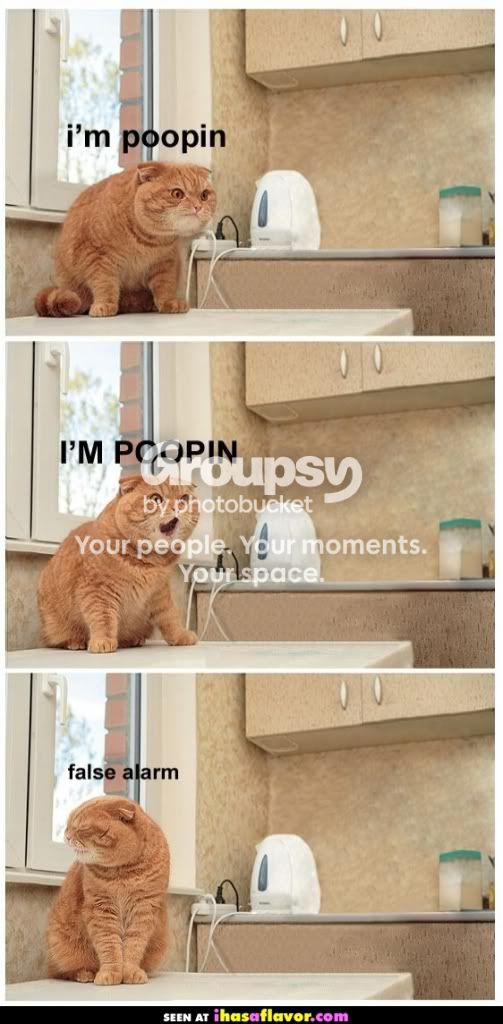 funny_poop_cat.jpg