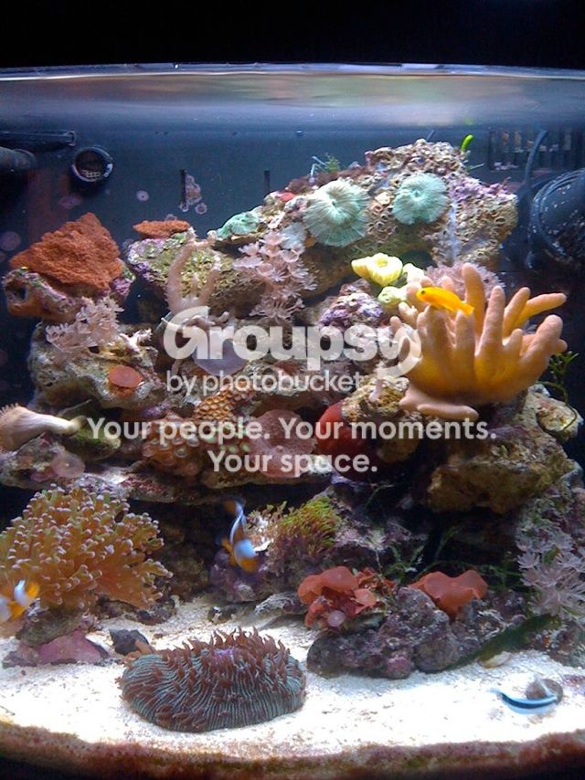 [TodoMarino.com] Me encanta mi acuario... Y a ti el tuyo???