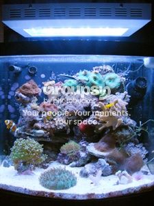 [TodoMarino.com] Novato Proyecto Boyu TL 450 Reef 58 litros Paso a paso