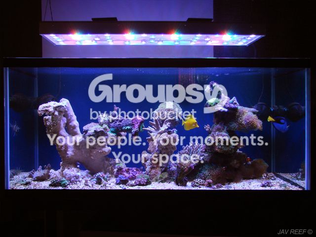 [TodoMarino.com] Ayuda para crear pantalla led para acuario marino de 300L!!!porfavoooor