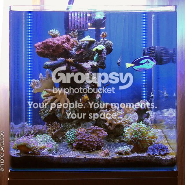 [TodoMarino.com] Poner aquí la foto de vuestro acuario...
